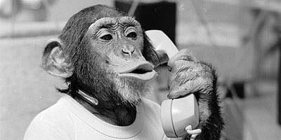 Mono al teléfono